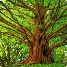 Dawn redwood tree for sale  Brandenburg