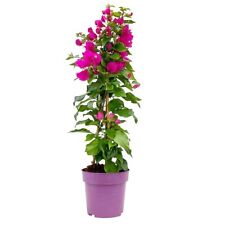 Bougainvillea pyramide topf gebraucht kaufen  Deutschland