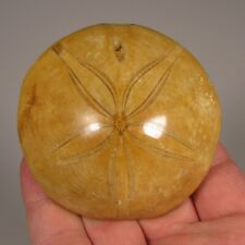 sea urchin fossil for sale  Acworth