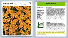 Signet marigold old for sale  SLEAFORD