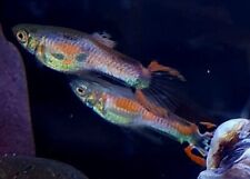 Endler guppies live for sale  Ireland