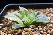 Succulent - Haworthia 'Mutant pygmaea' variegated for sale  Shipping to South Africa