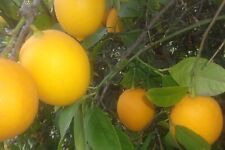 Fresh lemon tree for sale  Arcadia