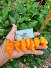 Semillas de pimienta HABANADA dulces y frutales SIN calor habanero altamente productivas segunda mano  Embacar hacia Mexico