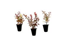 Barberry rosy glow for sale  USA