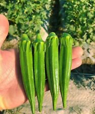 Seeds okra abel for sale  Shipping to Ireland