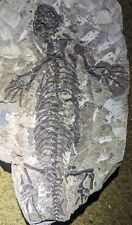 Triassic reptile barasaurus for sale  Pittsburgh