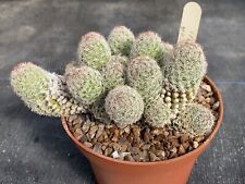 indoor cactus plants for sale  CHORLEY