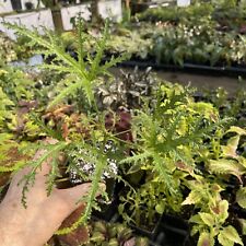 PELARGONIUM ‘BALSAM’! SCENTED GERANIUM! for sale  Shipping to South Africa