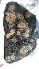 Ammoniten schiefer fossilien gebraucht kaufen  Lübeck