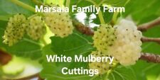 White mulberry tree for sale  Hilton