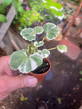House plant. variegated for sale  Crosby