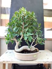 Bonsai ficus retusa for sale  Shipping to Ireland