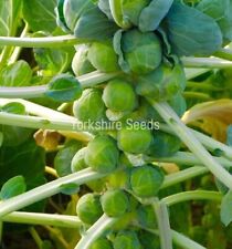 30x brussels sprout for sale  DEWSBURY