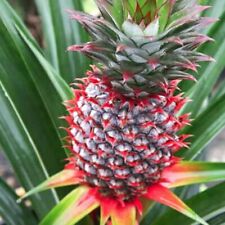 Florida special pineapple for sale  Lakeland