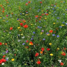 Wildflower summer seeds for sale  THAME