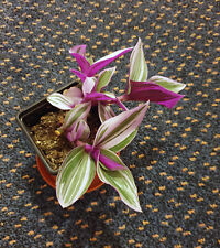 Tradescantia albiflora nanouk. for sale  WAREHAM