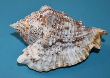 Sea shell coquillages d'occasion  Agde