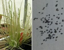 Usato, Semi (20) di Drosera filiformis, pianta carnivora usato  Grumo Appula
