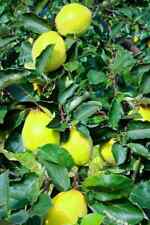 Quittenbaum limon ayvasi gebraucht kaufen  Hamburg
