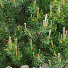 Pinus mugo mughus for sale  UK