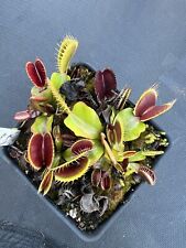 Venus flytrap draco for sale  Chesapeake