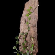 Rhaphidophora hayi rankpflanze gebraucht kaufen  Bretzenheim