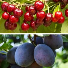 Dwarf plum cherry for sale  IPSWICH