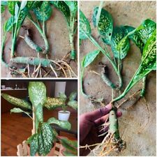 Dieffenbachia grayumiana compa for sale  Shipping to Ireland