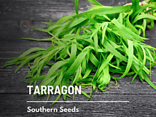 Tarragon 300 seeds for sale  Frisco