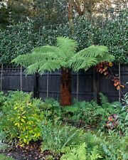 Tree fern. dicksonia for sale  DUDLEY