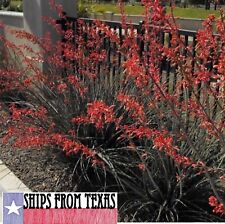 Texas red yucca for sale  Austin