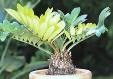 Cardboard palm zamia for sale  Miami