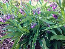 Organic common comfrey for sale  Greenbrier