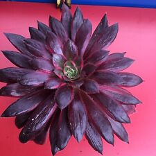 Aeonium peacocks variegated for sale  UK