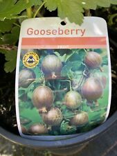 Red gooseberry plant for sale  MARCH