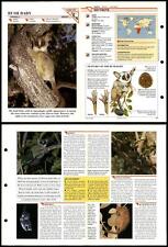 Bush Baby #27 Mammals Wildlife Fact File Fold-Out Card for sale  Shipping to South Africa