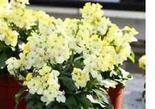Wallflower bounty primrose for sale  SWANLEY