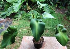 Philodendron rugosum aberrant for sale  Hollywood