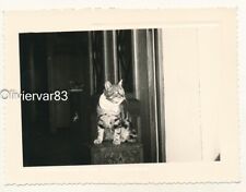 Vintage photo cat d'occasion  Toulon-
