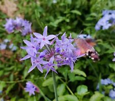 30 SEMI 🌾TULBAGHIA VIOLACEA BIO🌾AGAPANTHUS ROSA🌾AGLIO SELVATICO🌾2023, usado comprar usado  Enviando para Brazil