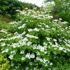 Viburnum plicatum watanabe d'occasion  Pouzauges