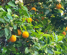 California navel orange for sale  San Jose