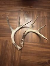 Lot whitetail deer for sale  Spruce Pine