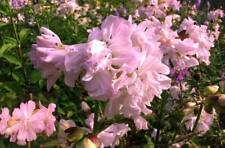 Rosa riesenblume winterharte gebraucht kaufen  Kaiserslautern-Erlenbach