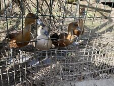 6 whistling tree duck hatching eggs, used for sale  UK