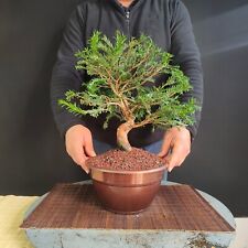 Pre bonsai tasso usato  San Pancrazio Salentino