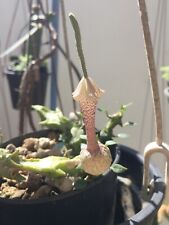Ceropegia simoneae,15 Seeds ,Fresh seeds Succulent , Cactus for sale  Shipping to South Africa