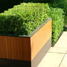Box hedging plant for sale  PETERBOROUGH