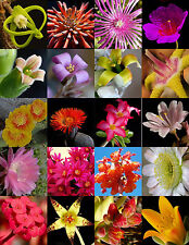 Flowering succulent mix for sale  Miami